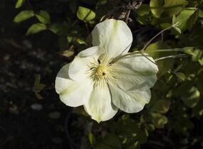 Plamének 'Guernsey Cream' - Clematis 'Guernsey Cream'