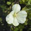 Plamének 'Guernsey Cream' - Clematis 'Guernsey Cream'