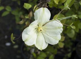 Plamének 'Guernsey Cream' - Clematis 'Guernsey Cream'