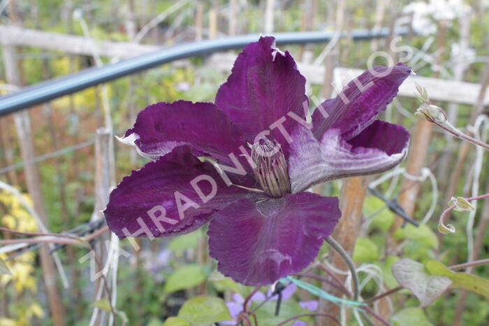 Plamének 'Gipsy Queen' - Clematis 'Gipsy Queen'