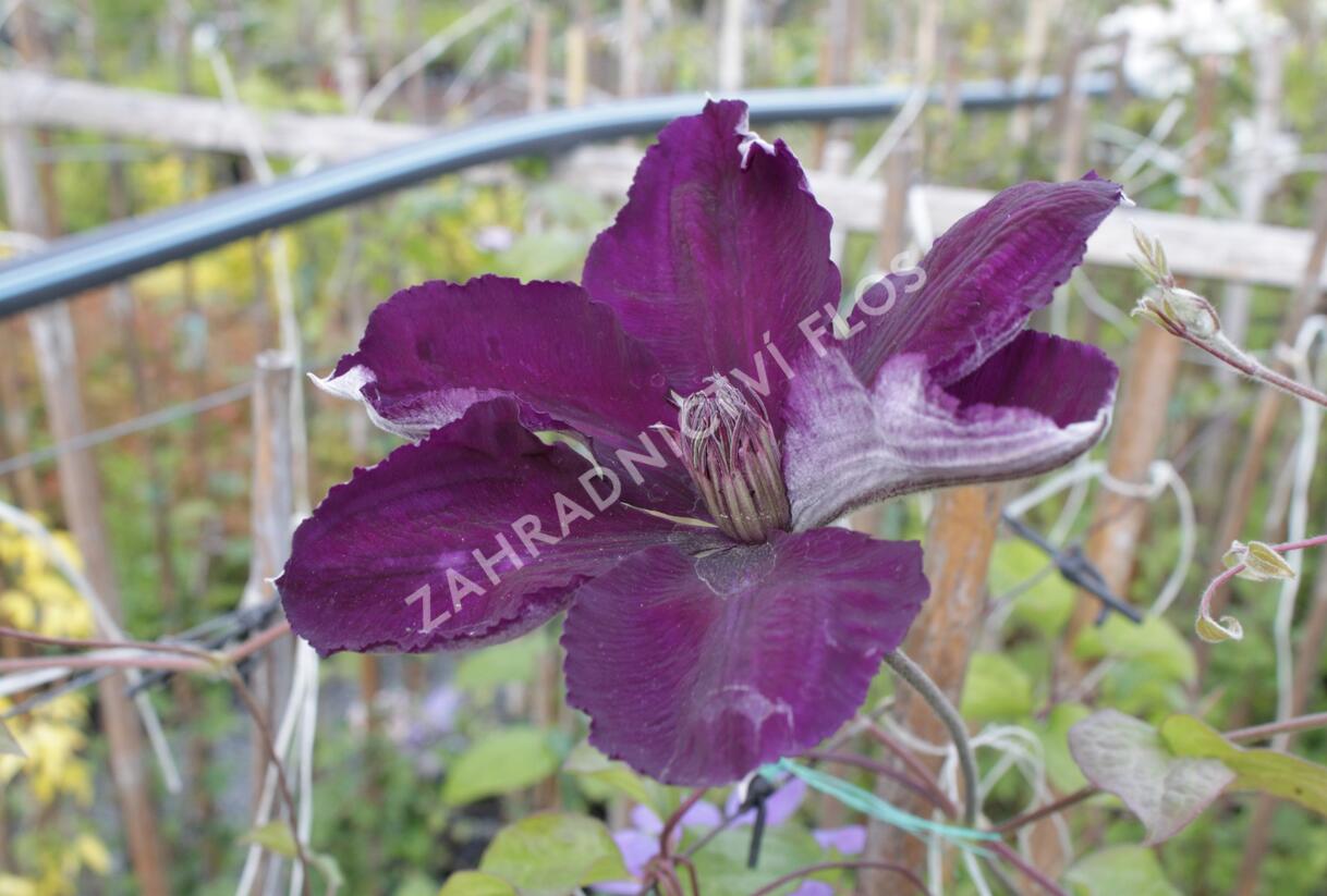 Plamének 'Gipsy Queen' - Clematis 'Gipsy Queen'