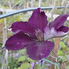 Plamének 'Gipsy Queen' - Clematis 'Gipsy Queen'