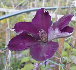 Plamének 'Gipsy Queen' - Clematis 'Gipsy Queen'