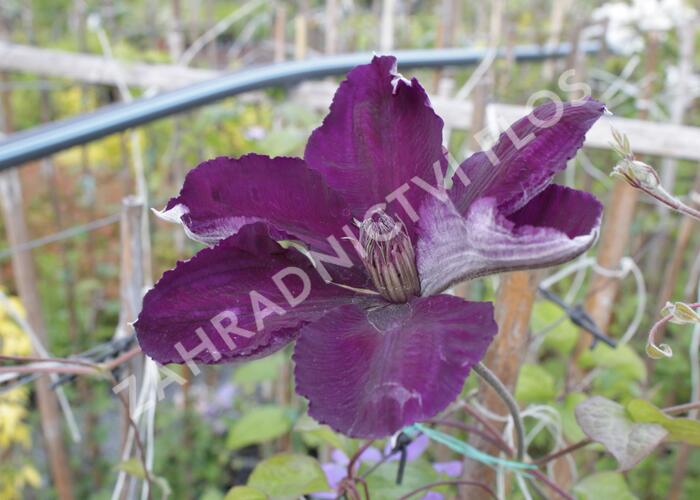 Plamének 'Gipsy Queen' - Clematis 'Gipsy Queen'