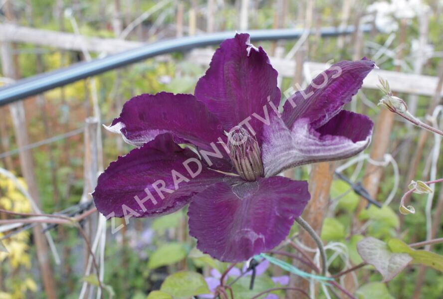 Plamének 'Gipsy Queen' - Clematis 'Gipsy Queen'