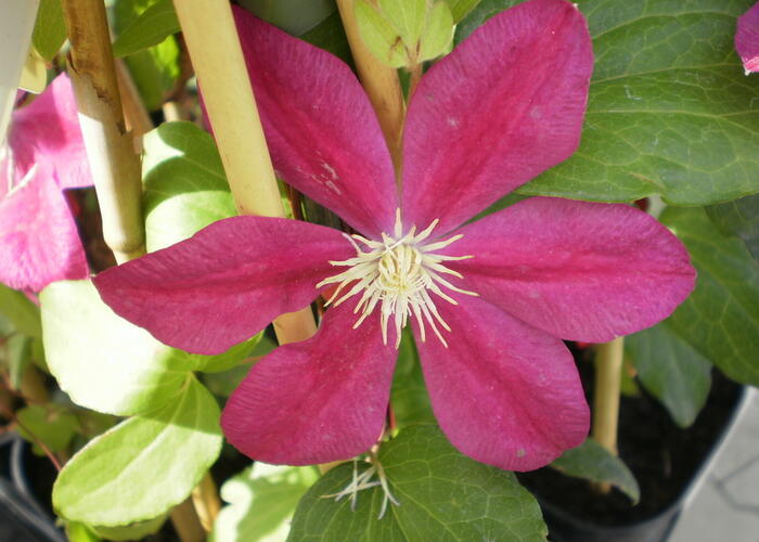 Plamének 'Sunset' - Clematis 'Sunset'