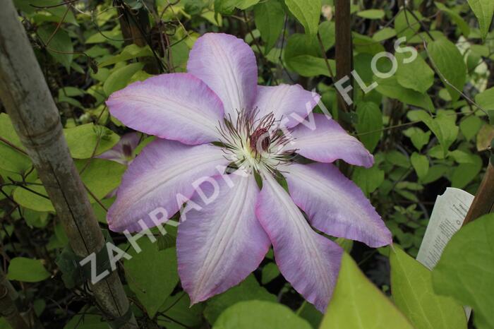 Plamének 'Serafina' - Clematis 'Serafina'