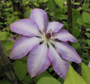 Plamének 'Serafina' - Clematis 'Serafina'