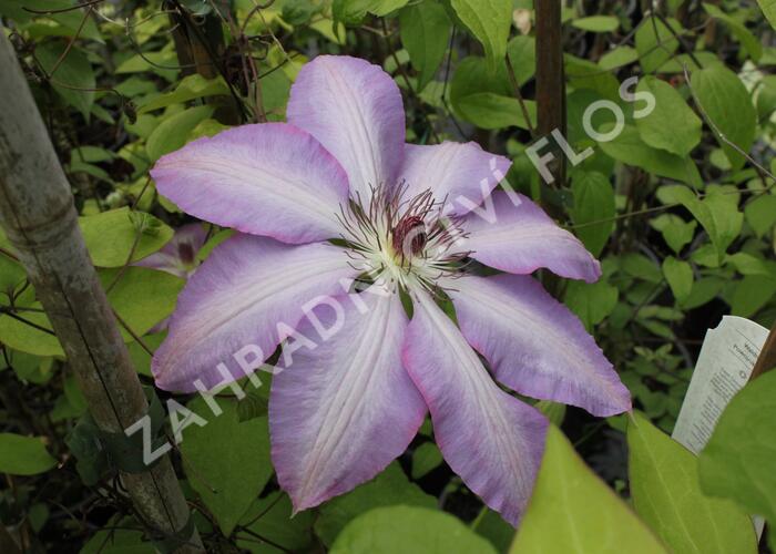 Plamének 'Serafina' - Clematis 'Serafina'