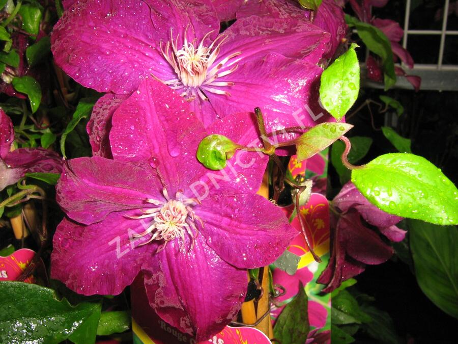 Plamének 'Rouge Cardinal' - Clematis 'Rouge Cardinal'