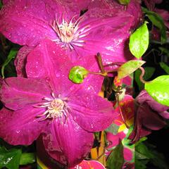 Plamének 'Rouge Cardinal' - Clematis 'Rouge Cardinal'