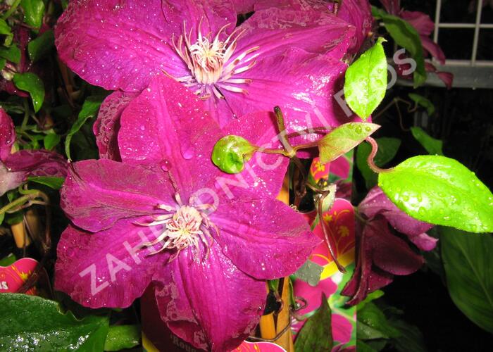 Plamének 'Rouge Cardinal' - Clematis 'Rouge Cardinal'