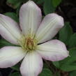 Plamének 'Rooran' - Clematis 'Rooran'