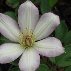 Plamének 'Rooran' - Clematis 'Rooran'
