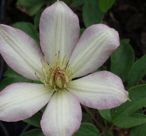 Plamének 'Rooran' - Clematis 'Rooran'