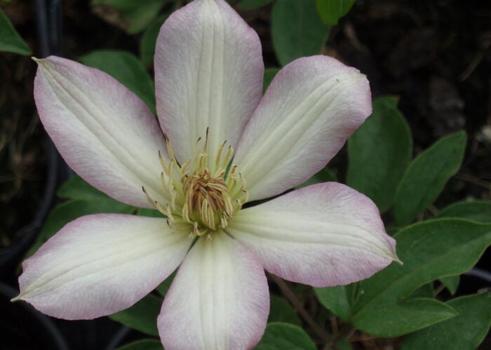 Plamének 'Rooran' - Clematis 'Rooran'