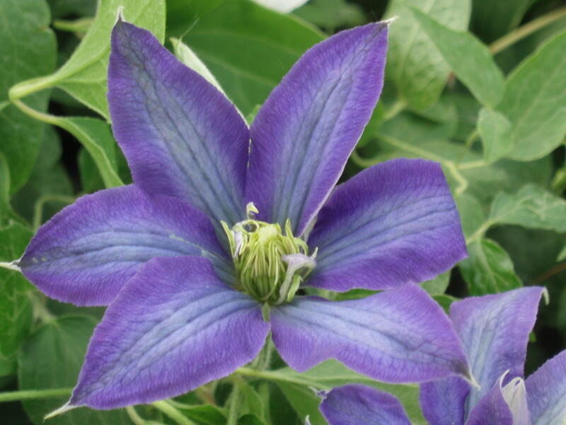 Plamének 'Rhapsody' - Clematis 'Rhapsody'