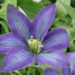 Plamének 'Rhapsody' - Clematis 'Rhapsody'