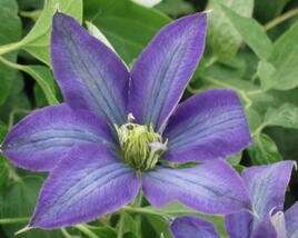 Plamének 'Rhapsody'