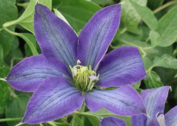 Plamének 'Rhapsody' - Clematis 'Rhapsody'