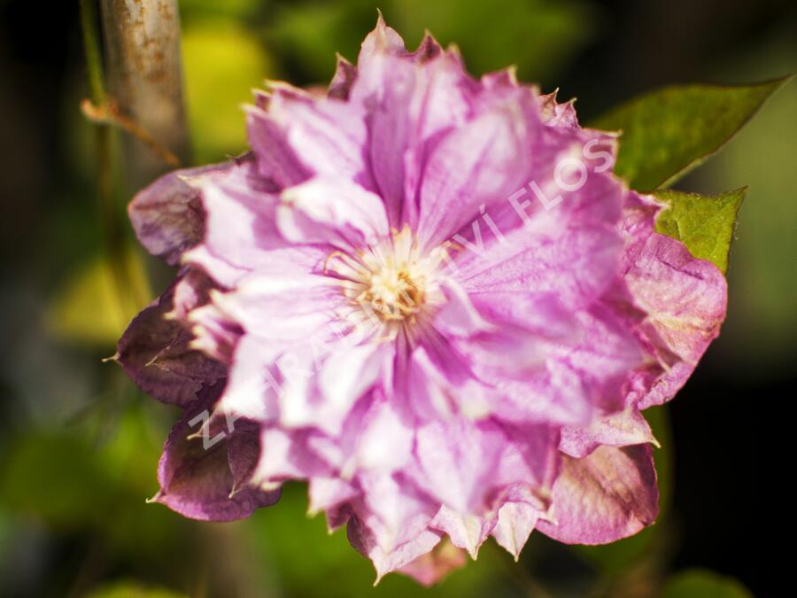 Plamének 'Proteus' - Clematis 'Proteus'