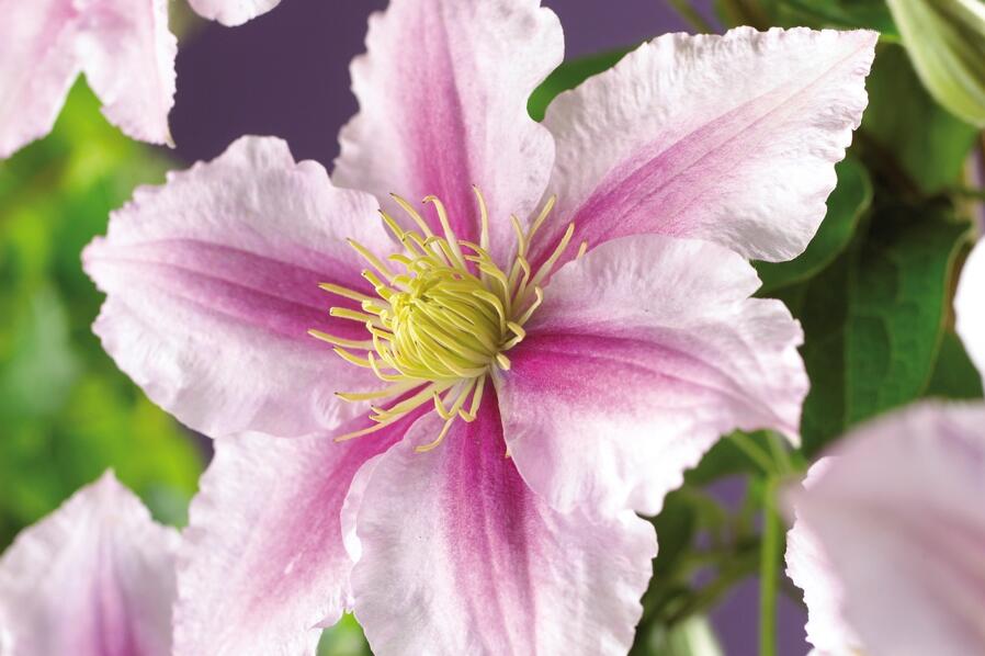 Plamének 'Piilu' - Clematis 'Piilu'