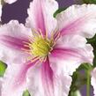 Plamének 'Piilu' - Clematis 'Piilu'