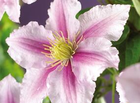 Plamének 'Piilu' - Clematis 'Piilu'