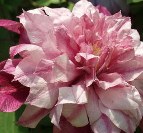 Plamének 'Patricia Anna Fretwell' - Clematis 'Patricia Anna Fretwell'