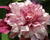 Plamének 'Patricia Anna Fretwell'