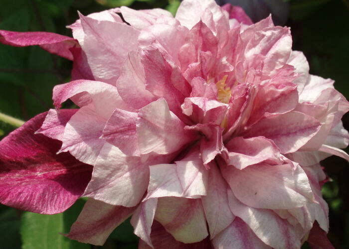 Plamének 'Patricia Anna Fretwell' - Clematis 'Patricia Anna Fretwell'