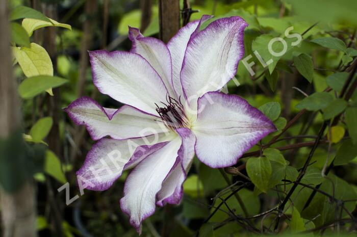 Plamének 'Omoshiro' - Clematis 'Omoshiro'