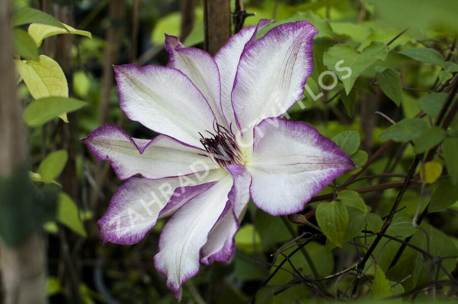 Plamének 'Omoshiro' - Clematis 'Omoshiro'