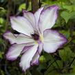 Plamének 'Omoshiro' - Clematis 'Omoshiro'