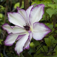 Plamének 'Omoshiro' - Clematis 'Omoshiro'