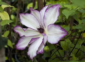 Plamének 'Omoshiro' - Clematis 'Omoshiro'