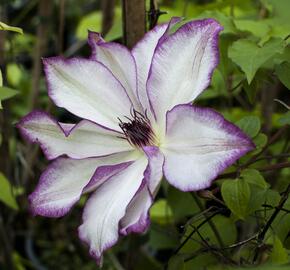 Plamének 'Omoshiro' - Clematis 'Omoshiro'