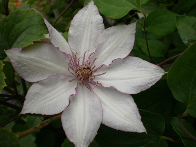 Plamének 'Nina' - Clematis 'Nina'