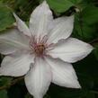 Plamének 'Nina' - Clematis 'Nina'