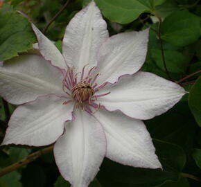 Plamének 'Nina' - Clematis 'Nina'