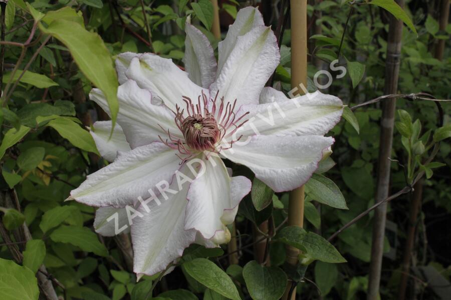 Plamének 'Nina' - Clematis 'Nina'