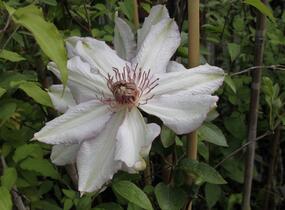 Plamének 'Nina' - Clematis 'Nina'