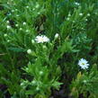 Hvězdnice 'Ashvi' - Aster ageratoides 'Ashvi'