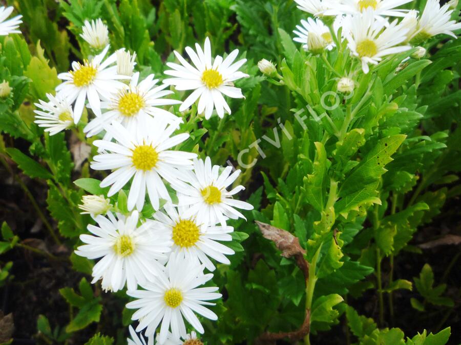 Hvězdnice 'Ashvi' - Aster ageratoides 'Ashvi'