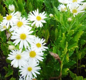 Hvězdnice 'Ashvi' - Aster ageratoides 'Ashvi'