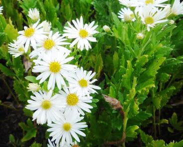 Hvězdnice křovitá 'Ashvi'