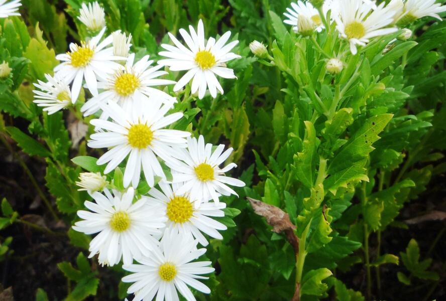 Hvězdnice křovitá 'Ashvi' - Aster ageratoides 'Ashvi'