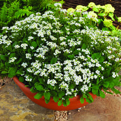 Huseník výběžkatý 'Glacier' - Arabis procurrens 'Glacier'