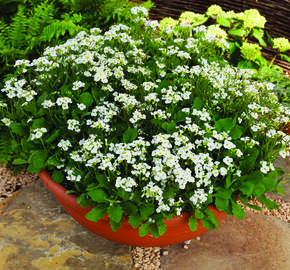 Huseník výběžkatý 'Glacier' - Arabis procurrens 'Glacier'