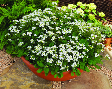 Huseník výběžkatý 'Glacier'